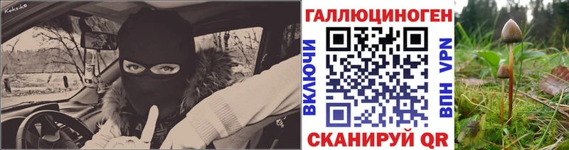 Купить Каменка Галлюциногенные грибы Psilocybe